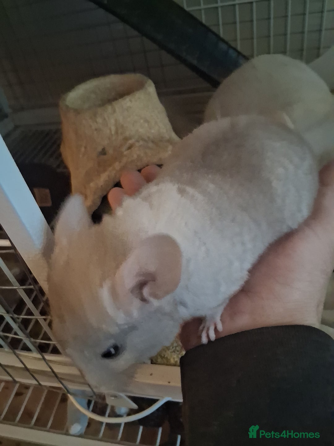 Chinchilla rodents for sale: 2 Lovely Kits available January 2026 - Advert 2