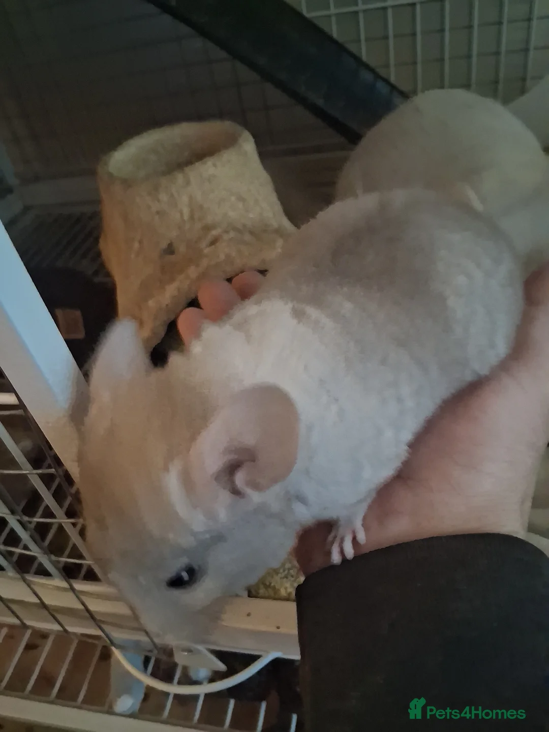 Chinchilla rodents for sale: Reserved 2 Lovely Kits available January 2026 - Advert 2