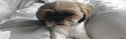 Shih Tzu dogs for sale: Shih tzu 6y old in Batley - Advert 14