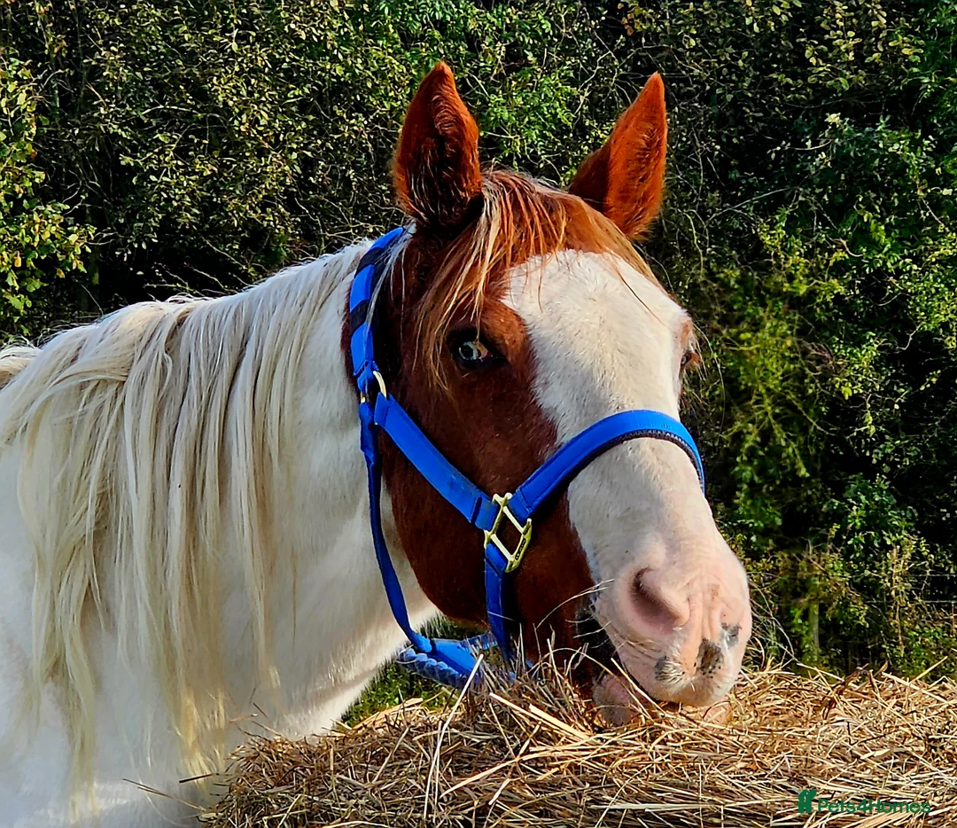 Pintos horses for sale: Handsome blue eyed Gelding - Advert 2