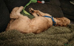 Cavapoo dogs for sale: REHOMING  - Advert 7