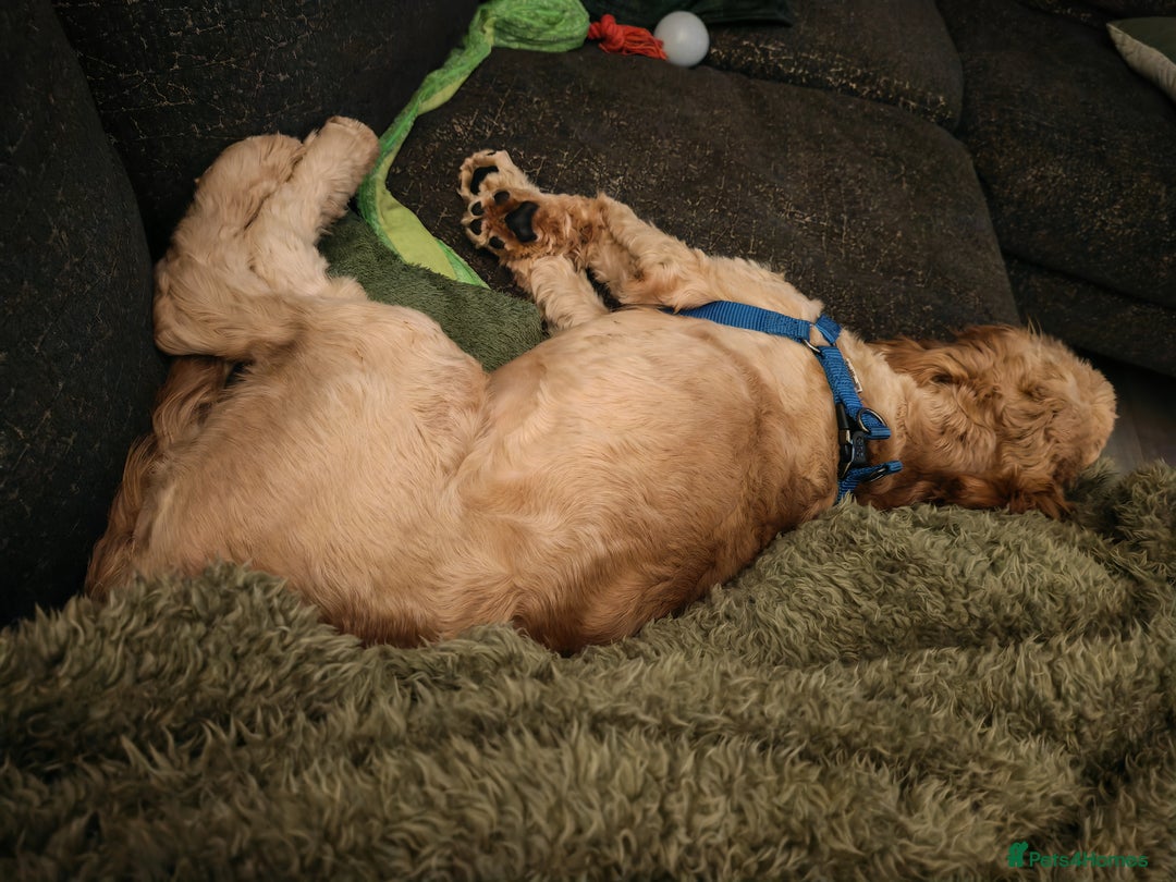 Cavapoo dogs for sale: REHOMING  - Advert 7