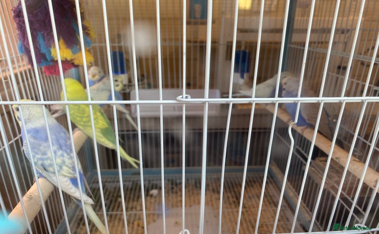 Budgerigars birds - Advert 1