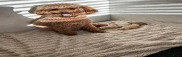 Maltipoo dogs for sale: Maltipoo Puppies  in Hull - Advert 2