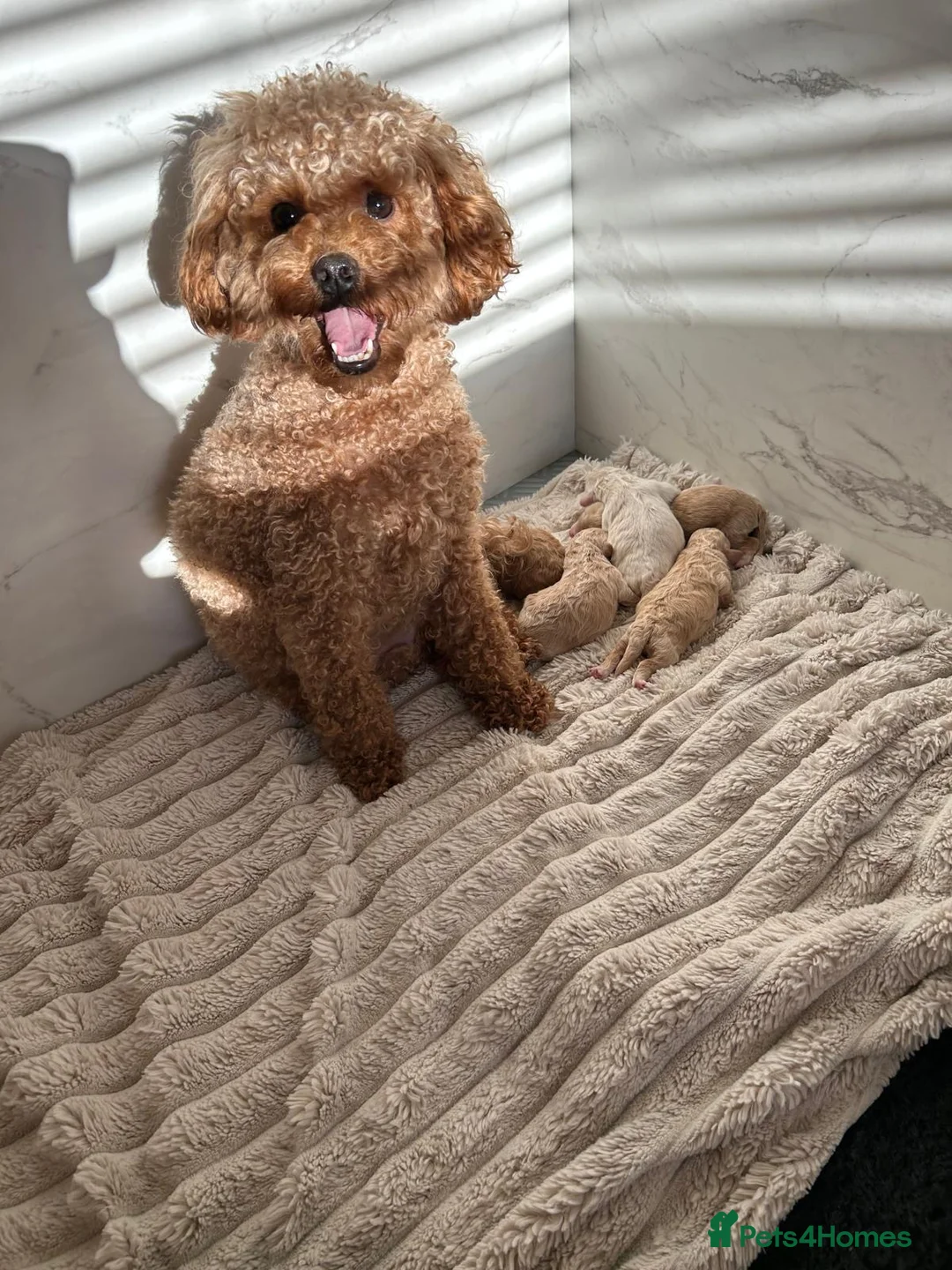 Maltipoo dogs for sale: Maltipoo Puppies  in Hull - Advert 2