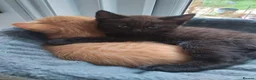 Mixed Breed cats for sale: Devon Rex Cross - Advert 7