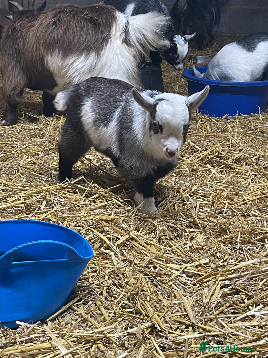 Goats livestock for sale: Pedigree Registered Pygmy Goat Kids - Advert 8