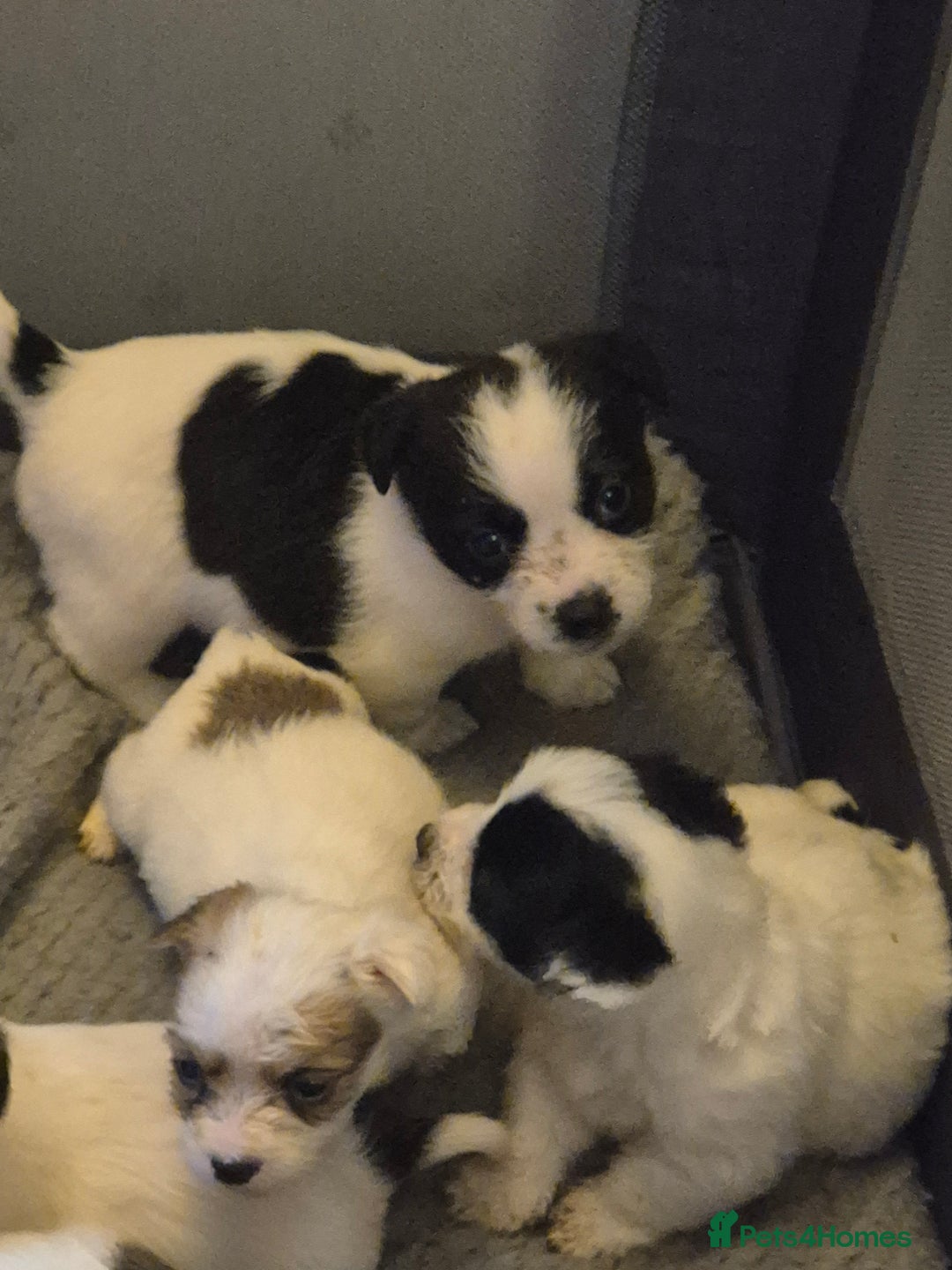 Jack Russell dogs for sale: Jack Russell pups  - Advert 10