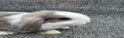 Mini Lop rabbits for sale:  mini lops for sale - Advert 9