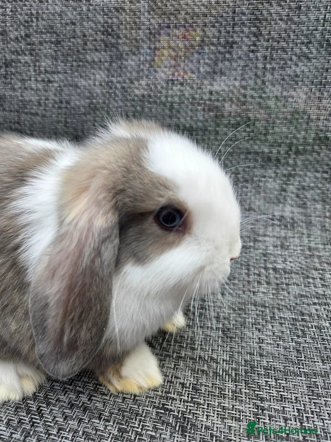 Mini Lop rabbits for sale:  mini lops for sale - Advert 9