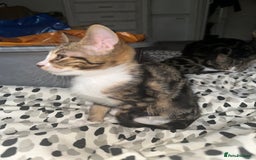 Bengal cats for sale: 5 females bengal cats  - Image 2