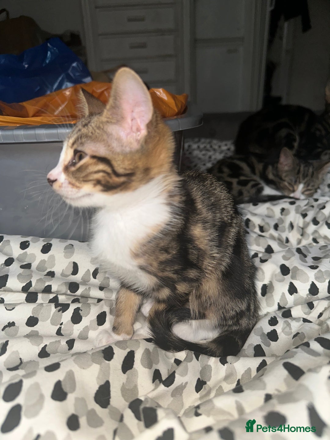 Bengal cats for sale: 5 females bengal cats  - Image 2