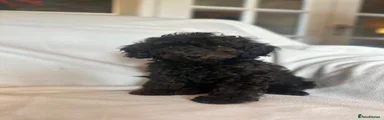 Cockapoo 2
