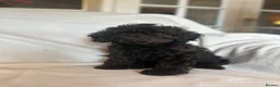 Cockapoo dogs for sale: Beautiful yankydoodles - Advert 3