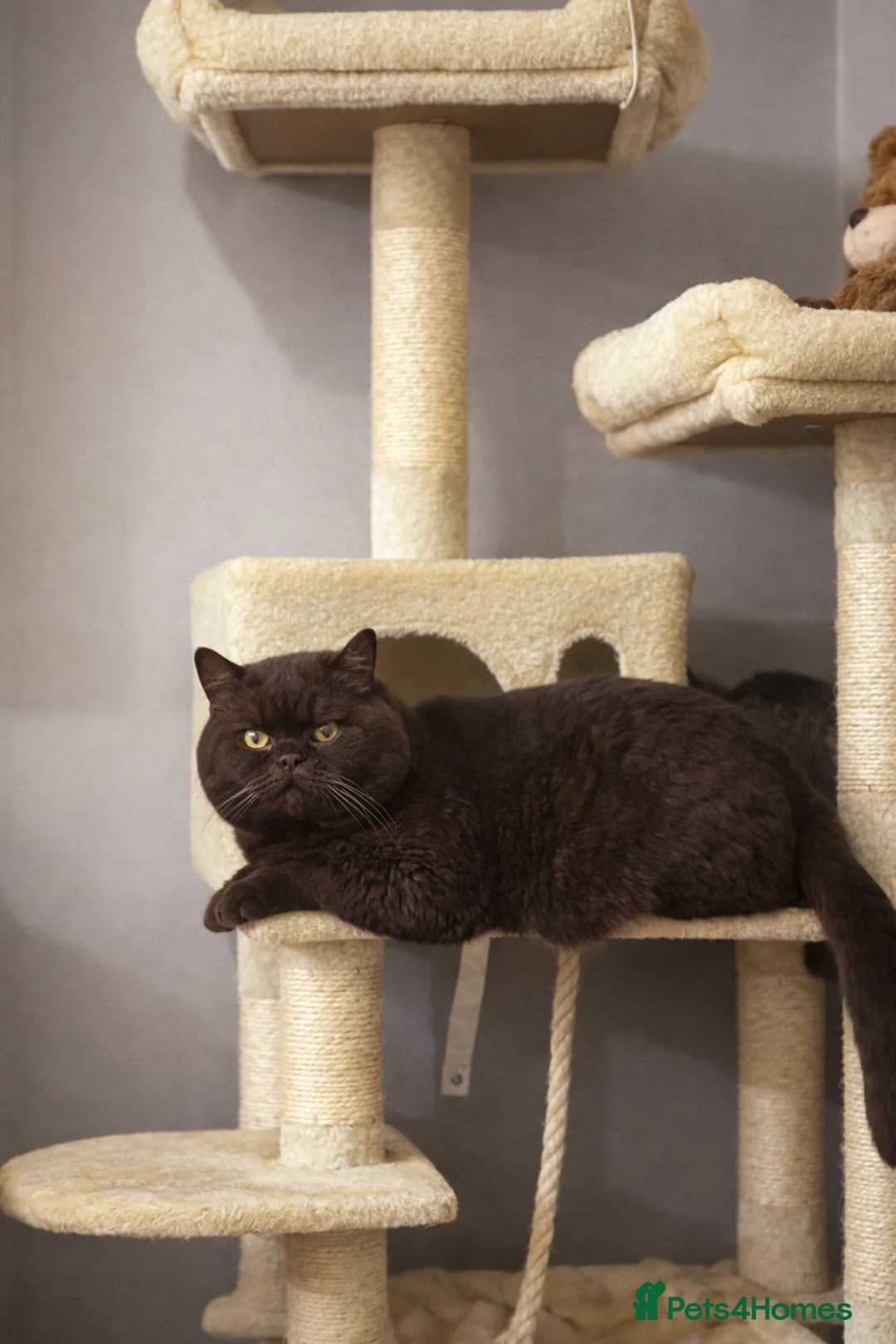 British Shorthair cats for stud: GCCF/TICA GCB Lines Chocolate BSH stud.  - Advert 2