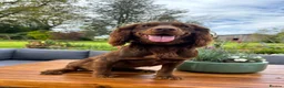 Cockapoo dogs for sale: F1 happy Cockerpoos  - Advert 2