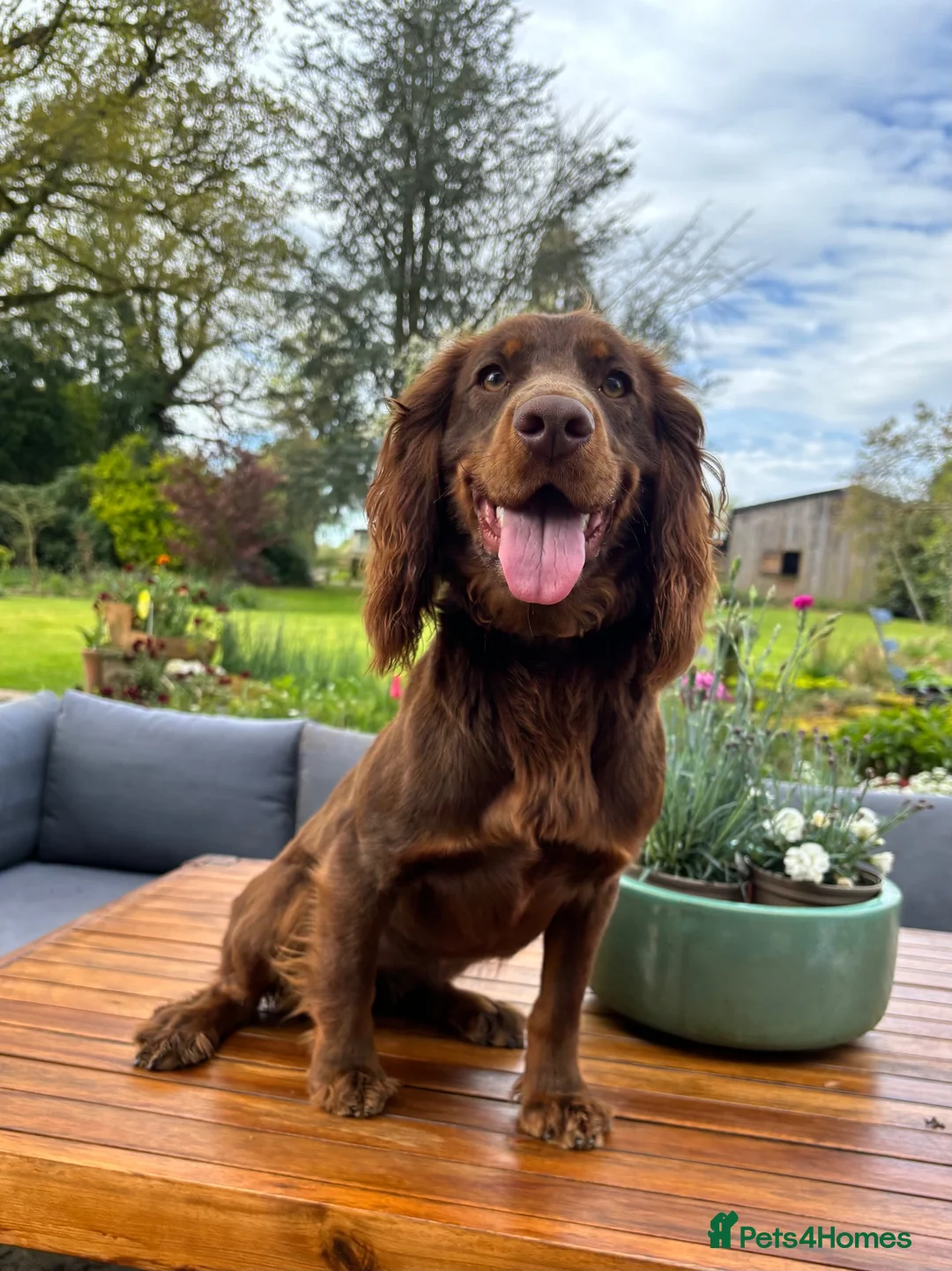 Cockapoo dogs for sale: F1 happy Cockerpoos  - Advert 2