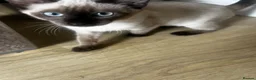 Siamese cats for sale: Beautiful chocolate Siamese girl - Advert 4