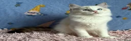 Ragdoll cats for sale: Beautiful Tica Registered Kittens Ragdoll - Advert 10