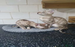 Bengal cats for sale: 🔥✨Pedigree TICA-Registered Bengals - Image 34