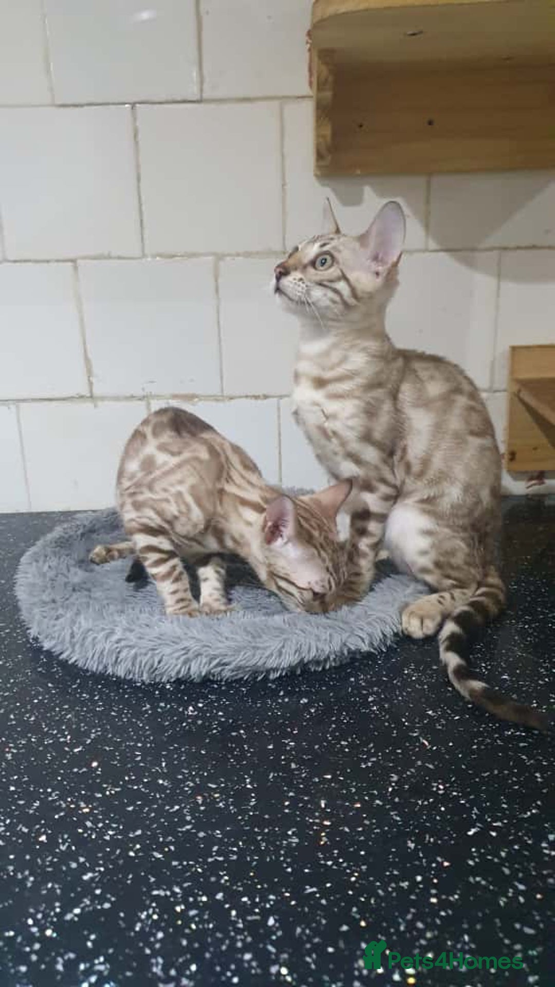 Bengal cats for sale: 🔥✨Pedigree TICA-Registered Bengals - Image 34