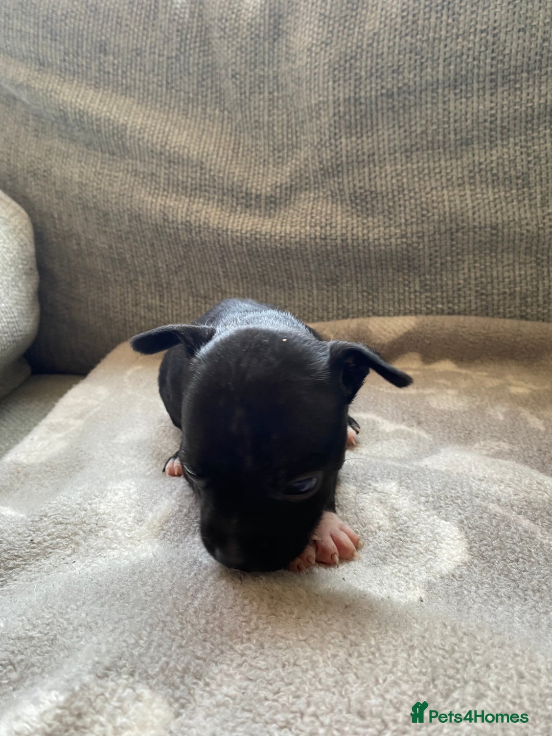 Mixed Breed dogs for sale: French bulldog x Staffordshire bull terrier - Image 28