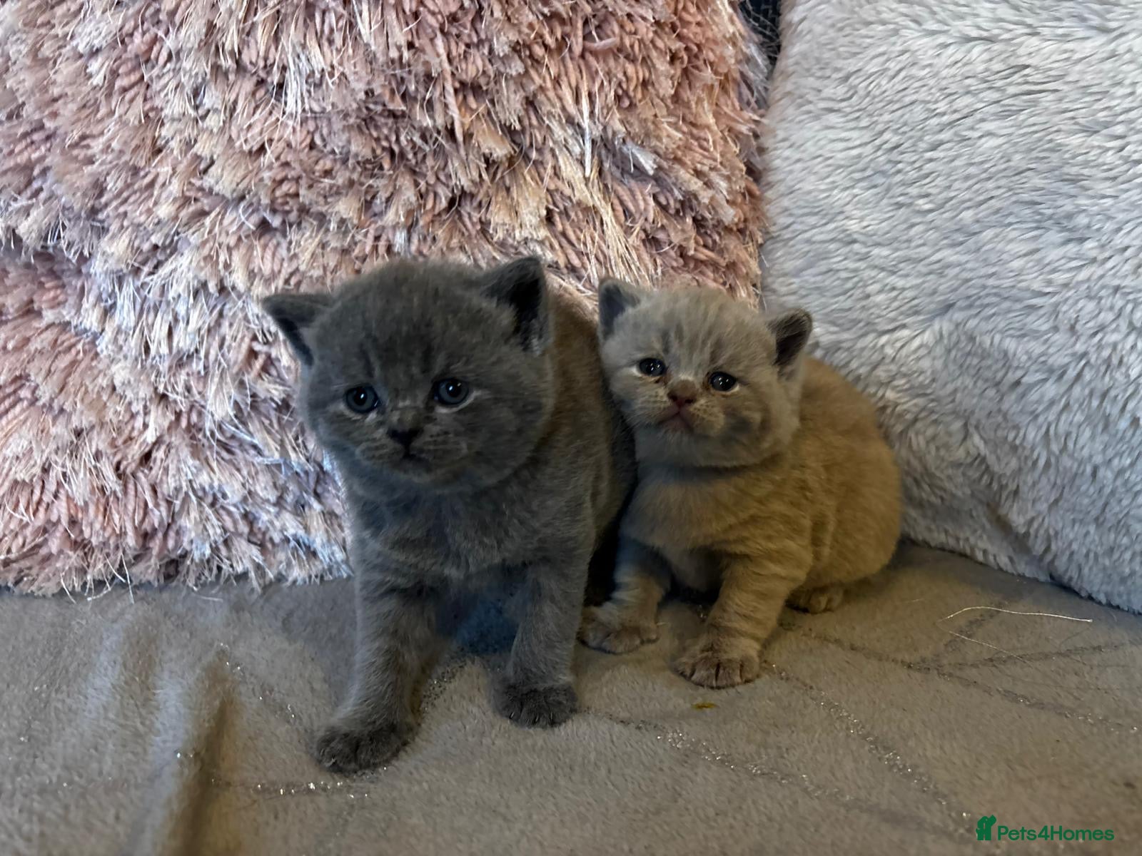 British Shorthair cats for sale: Gorgeous BSH female kittens for sale - Advert 7
