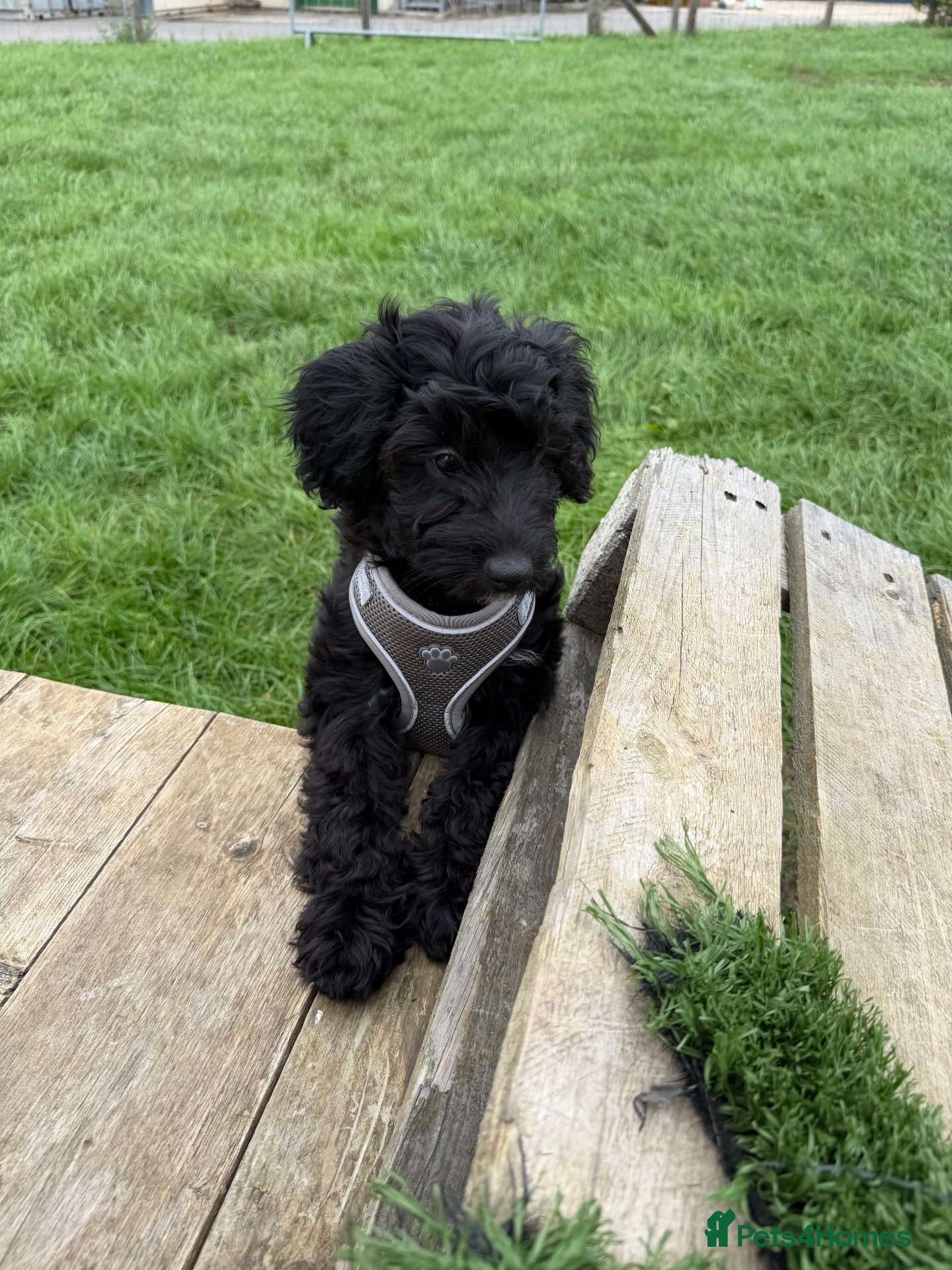 Mixed Breed dogs Miniature Poodle X French Bulldog Puppies - Advert 2