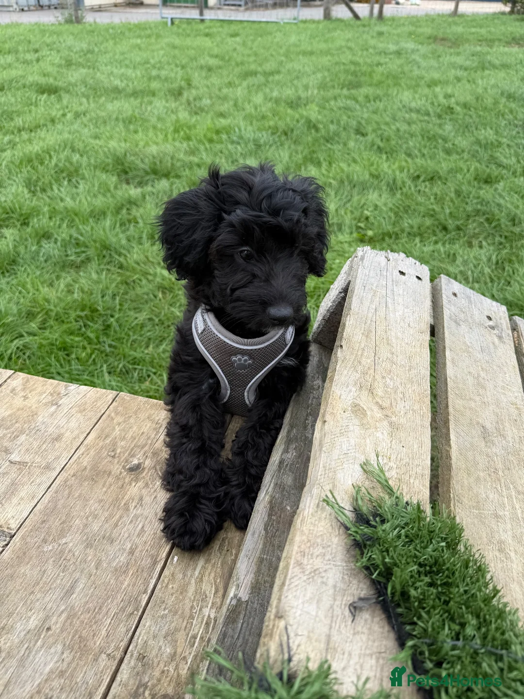Mixed Breed dogs for sale: Miniature Poodle X French Bulldog Puppies - Advert 2