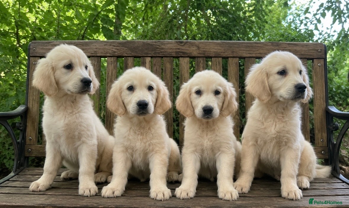 Golden Retriever dogs Quality golden retrievers  - Advert 1
