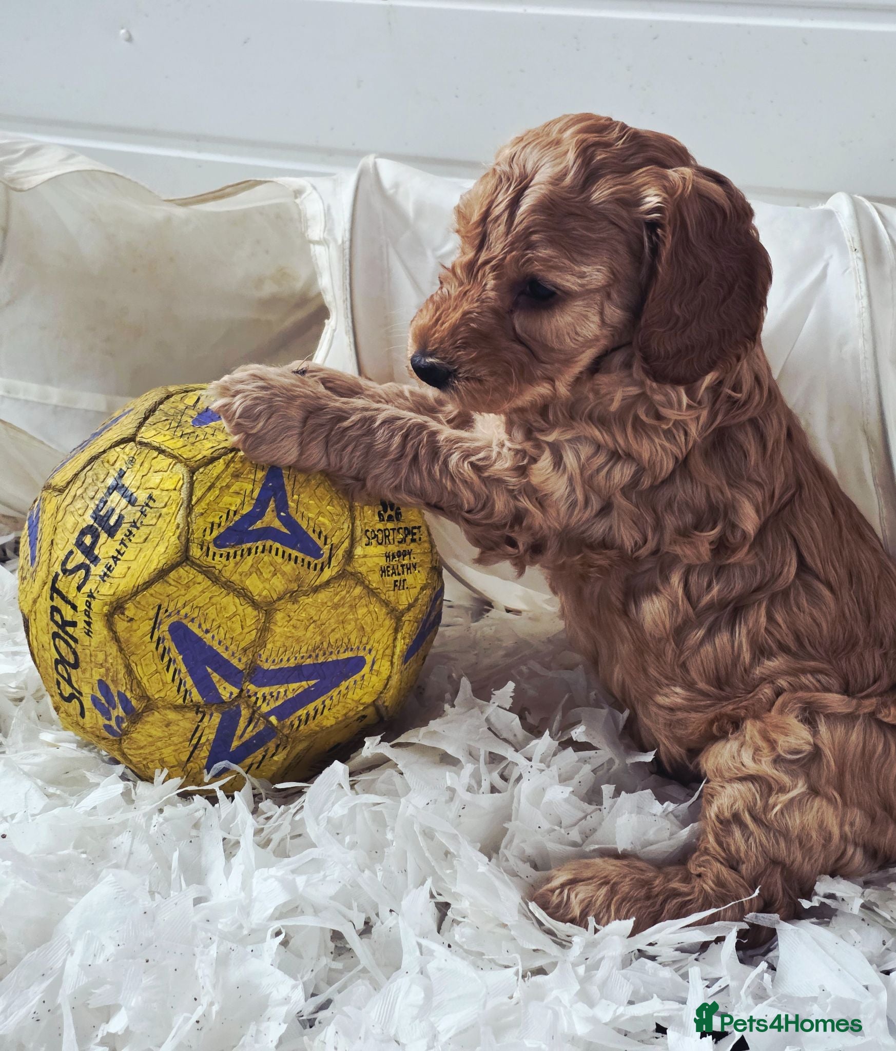 Cockapoo dogs Health Tested F2 Cockapoo Puppies  - Advert 2
