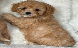 Cavapoo dogs for sale: Beautiful cavapoos - Image 19