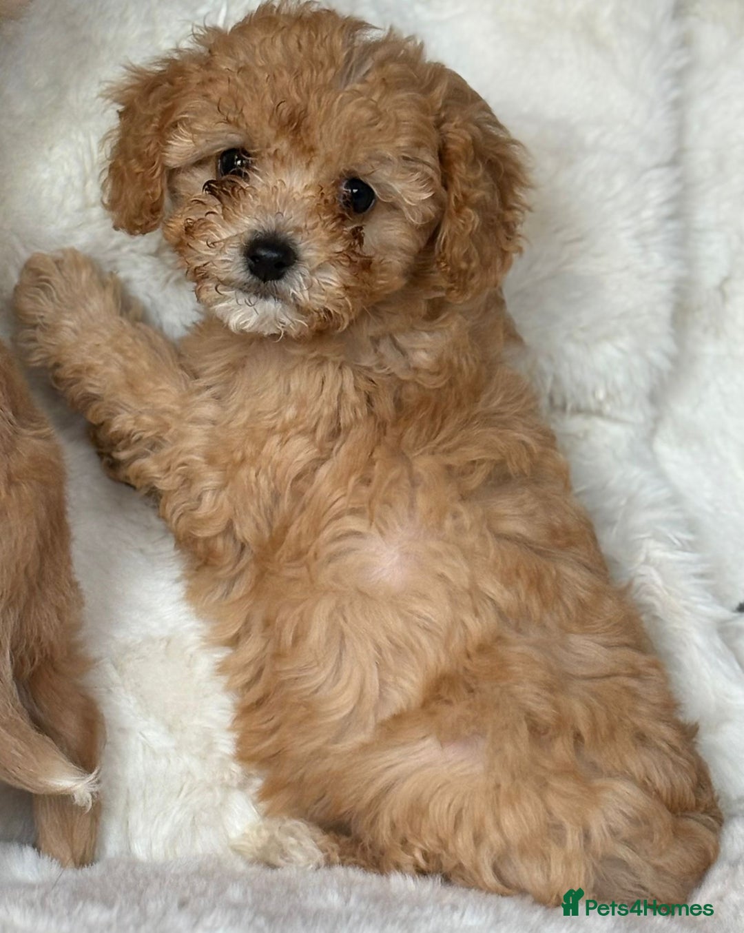 Cavapoo dogs for sale: Beautiful cavapoos - Image 19