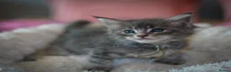 Maine Coon cats for sale: Gorgeous full breed Mainecoon kittens ready July  - Advert 5