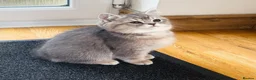 British Shorthair cats for sale: GCCF/TICA British Shorthair Kittens–Champion Lines - Advert 21
