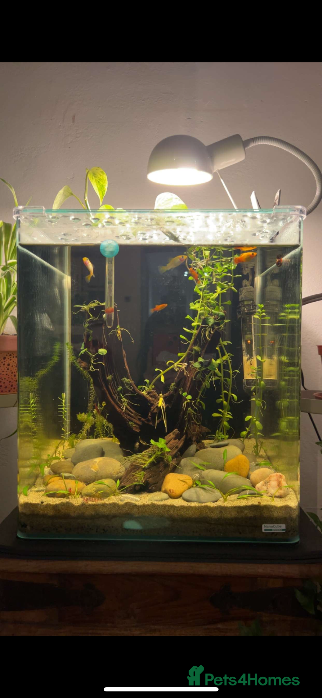 Live Bearers fish for sale: Complete tropical fish tank setup 🐟 - Advert 5