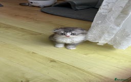 Domestic Shorthair cats for sale: Adorable Scottish Fold x Domestic Hair kittens - Image 3