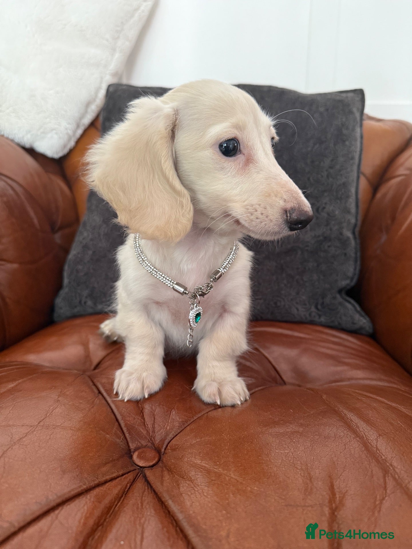 Miniature Dachshund dogs Stunning Pure Cream Longcoat Male  - Advert 1