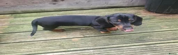 Dachshund dogs for sale: Black and tan male and gray male  - Advert 3