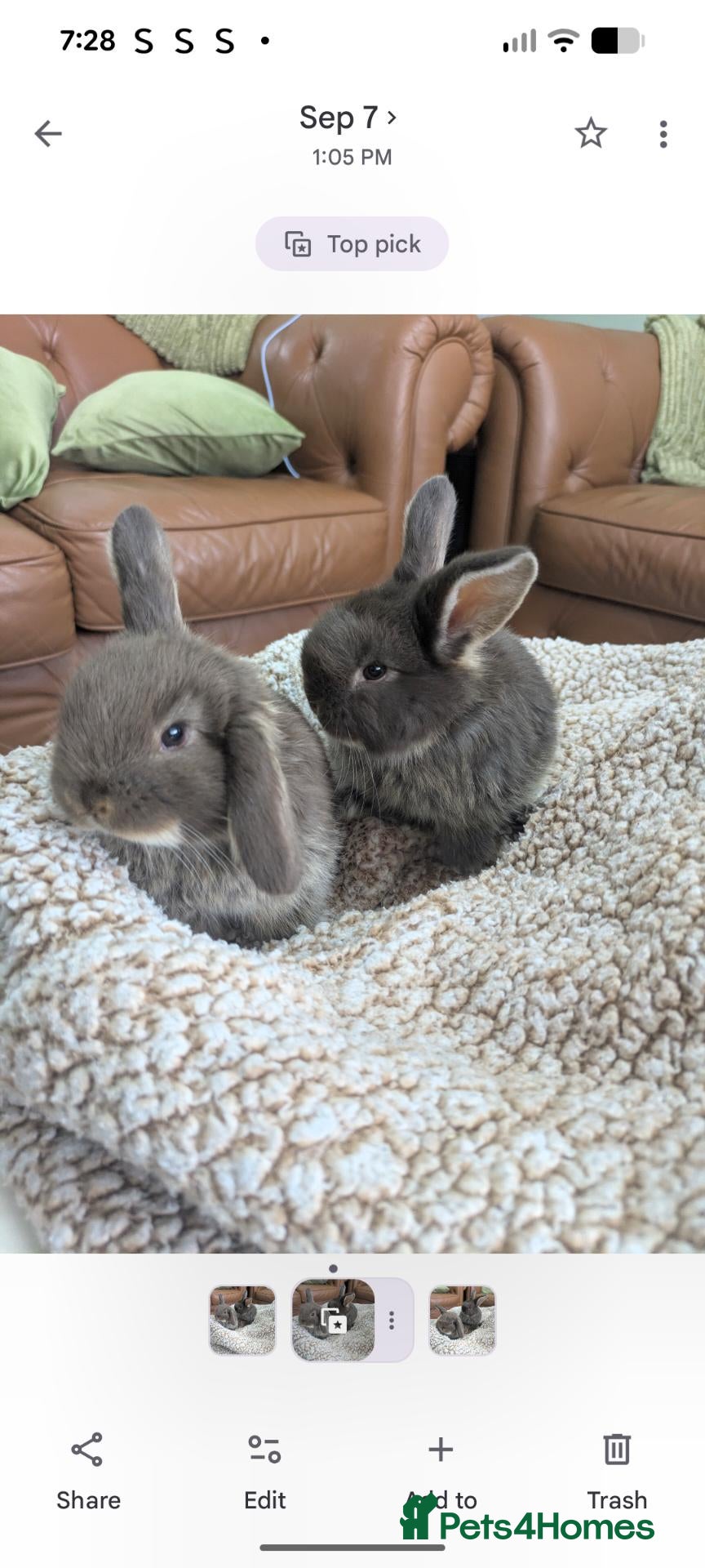 Mini Lop rabbits Beautifully slate grey otter lops - Advert 1