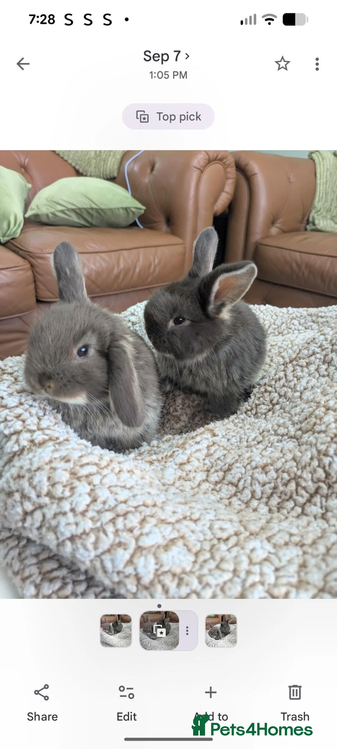Mini Lop rabbits for sale: Beautifully slate grey otter lops - Advert 1