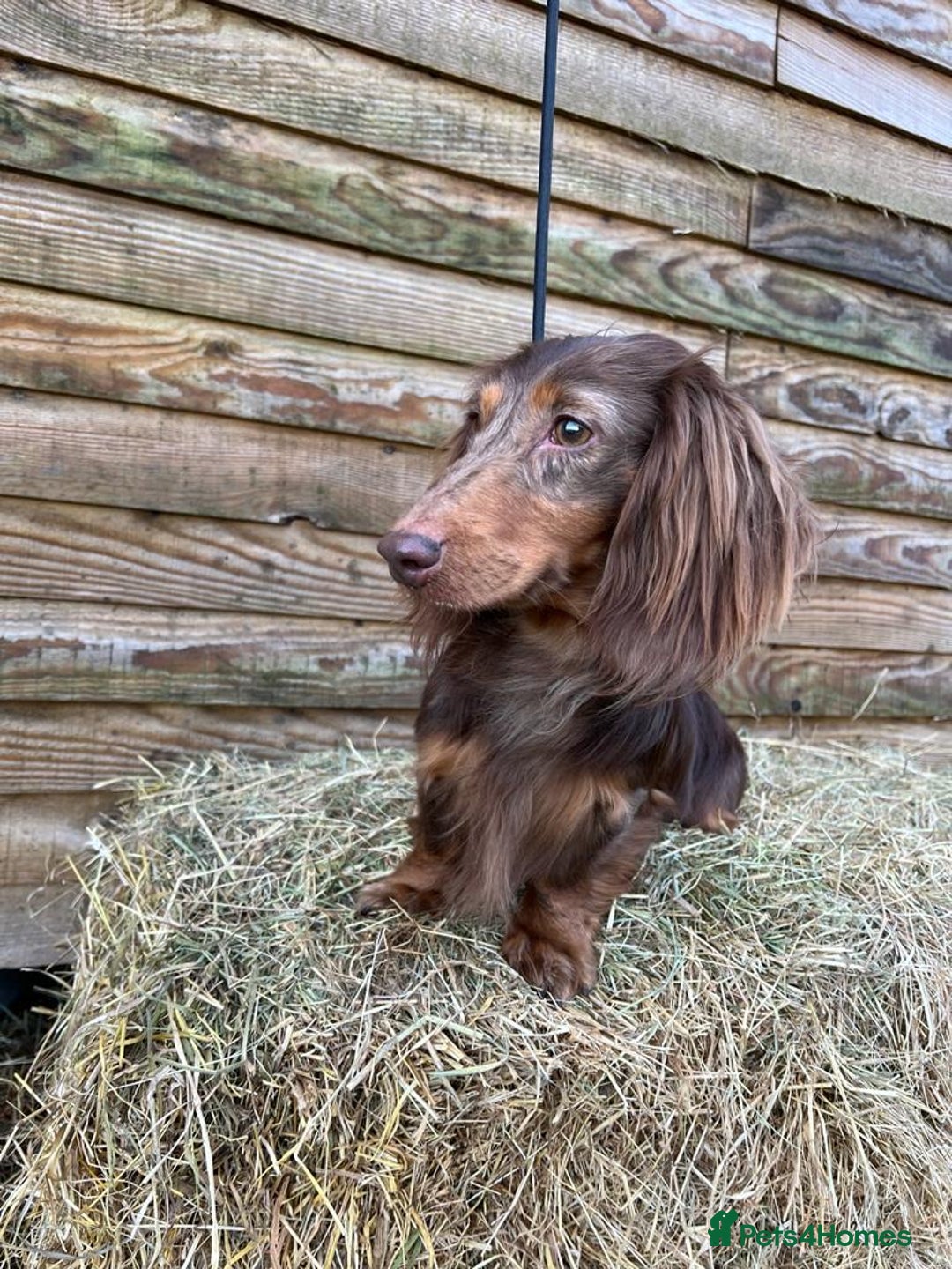 Miniature Dachshund dogs for sale: Lovely Happy Chocolate & Tan Dapple Babies  - Image 19