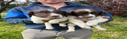English Springer Spaniel dogs for sale: Traditional English Springer Spaniels  - Advert 14