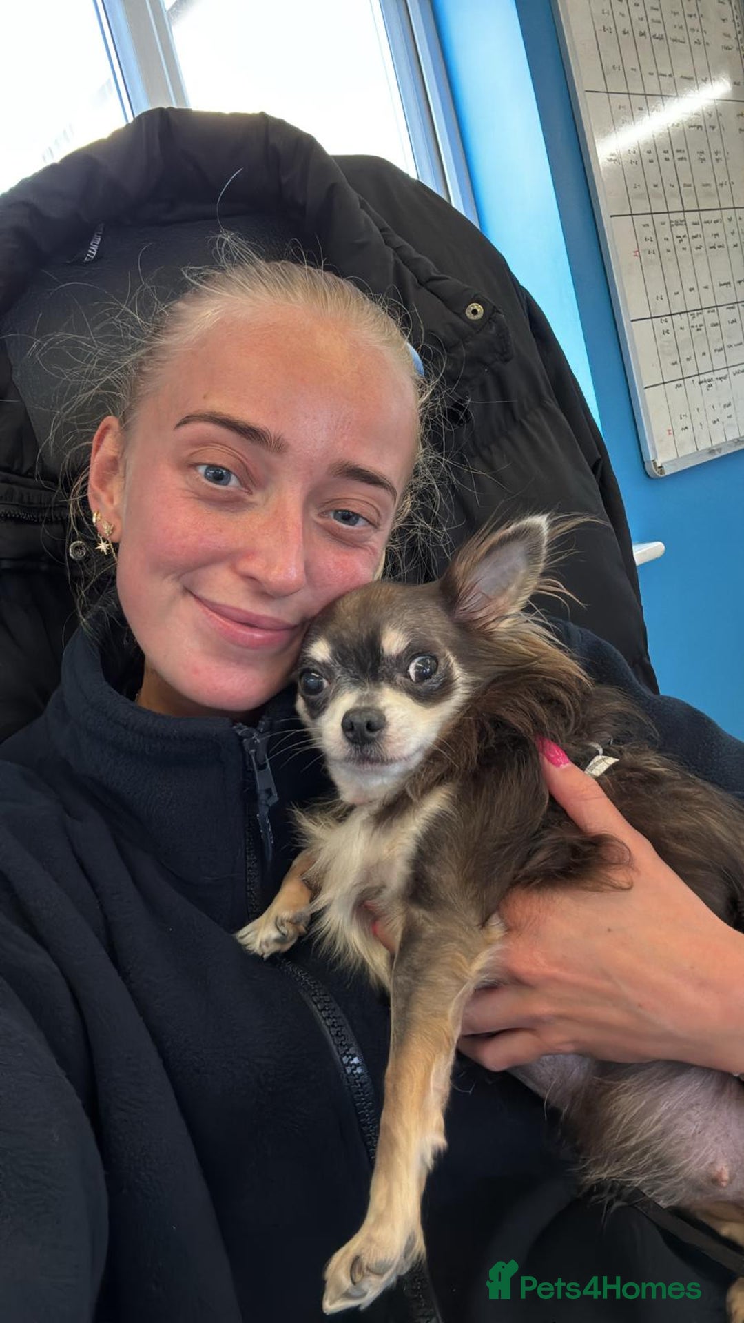 Chihuahua dogs for adoption: Clarissa - Advert 2