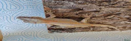 Gecko reptiles for sale: Gargoyle geckos - Advert 7