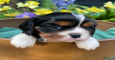 Cavalier King Charles Spaniel dogs Adorable Quality Cavalier puppies  - Advert 5
