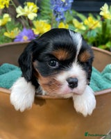 Cavalier King Charles Spaniel dogs Adorable Quality Cavalier puppies - Advert 5