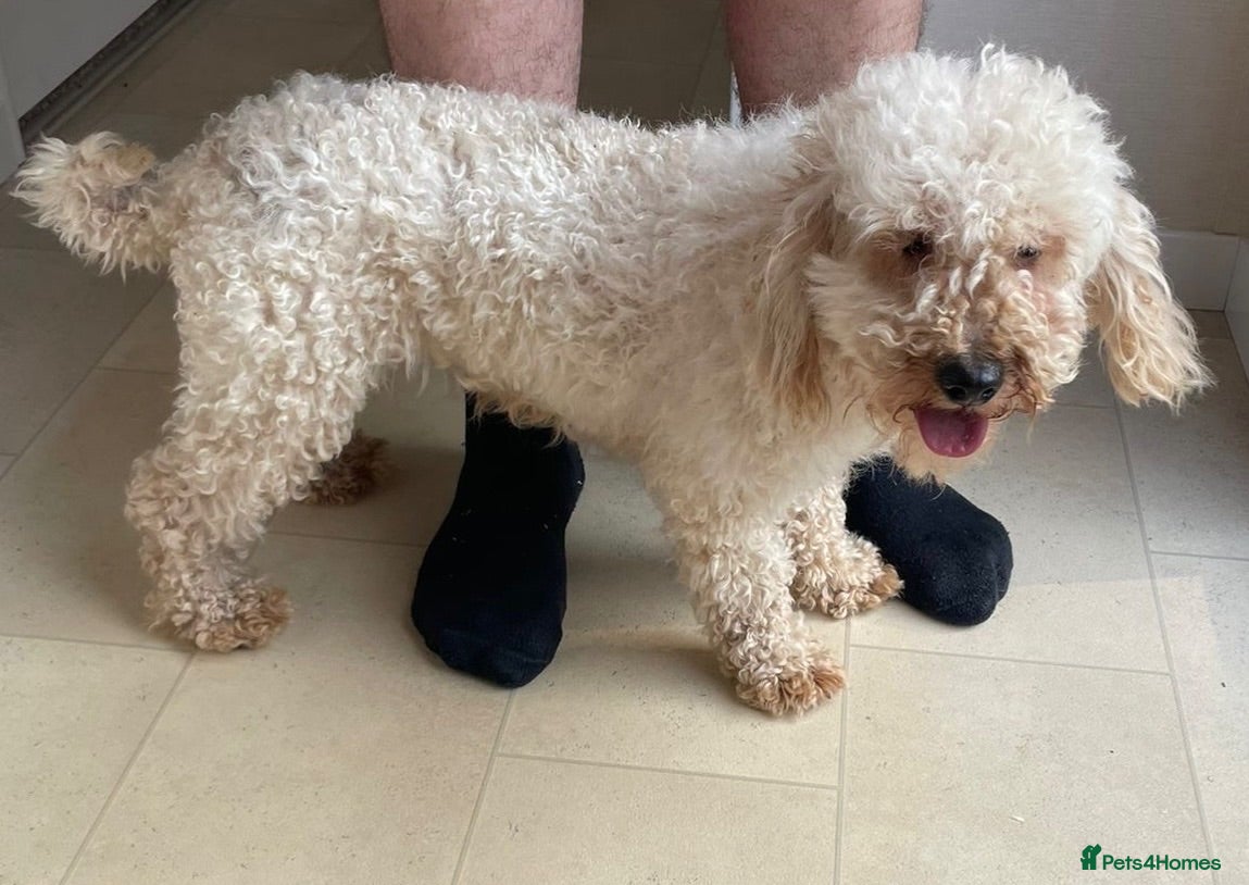 Miniature Poodle dogs Two beautiful miniature poodles  - Advert 1