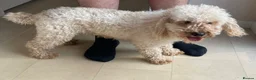 Miniature Poodle dogs for sale: Two beautiful miniature poodles  - Advert 3
