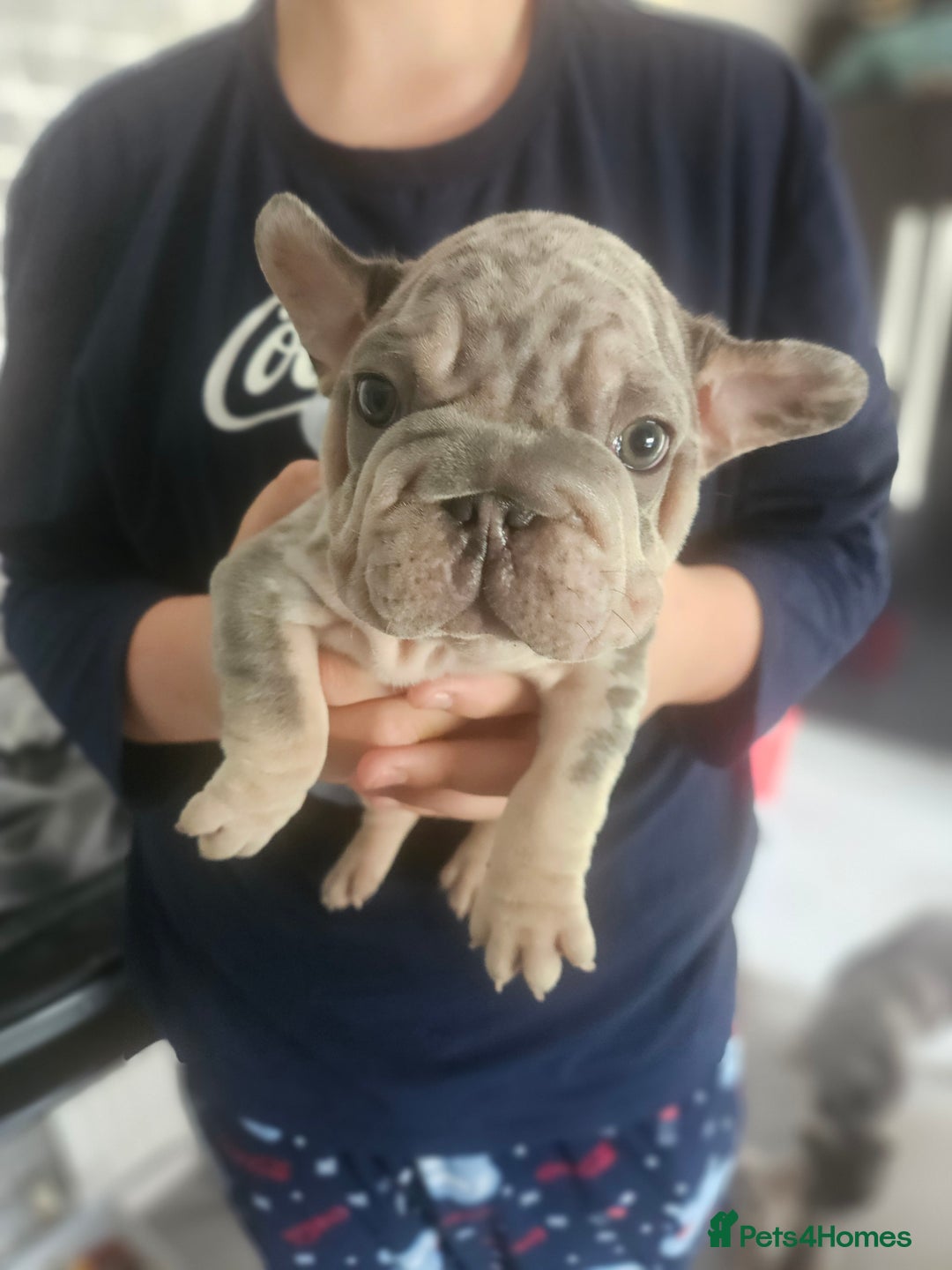 French Bulldog dogs for sale:  Beautiful french bulldog puppies for sale - Image 17